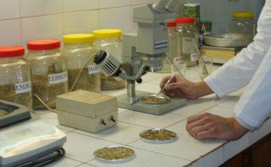 Imagen de Estudio científico evidencia los beneficios de yerba mate fortificada con magnesio