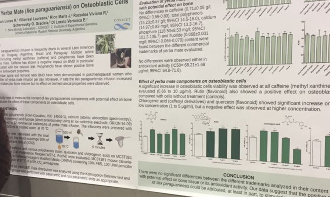 Imagen de El efecto de la yerba mate en los huesos, tema de un congreso en Estados Unidos Imagen de El efecto de la yerba mate en los huesos, tema de un congreso en Estados Unidos