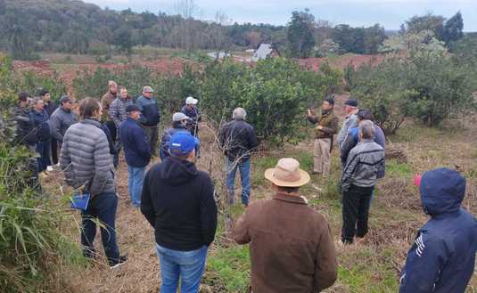 Imagen de Capacitación en cosecha de rama madura con productores de Campo Grande