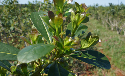 Imagen de Jornadas Itinerantes del INYM: el 12 de marzo en San Pedro y el 13 de marzo en Pozo Azul Imagen de Jornadas Itinerantes del INYM: el 12 de marzo en San Pedro y el 13 de marzo en Pozo Azul