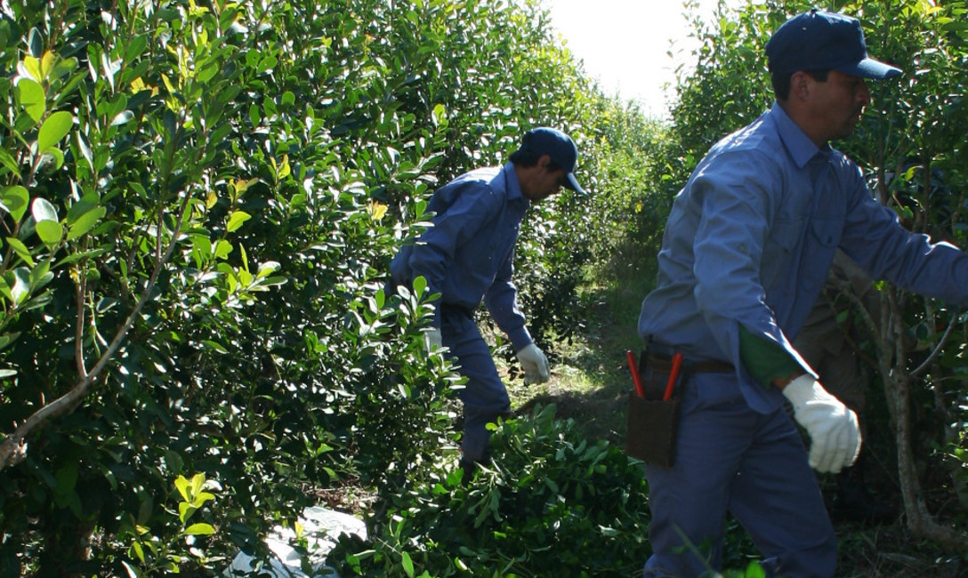 Imagen de Registros de yerbales y productores Imagen de Registros de yerbales y productores