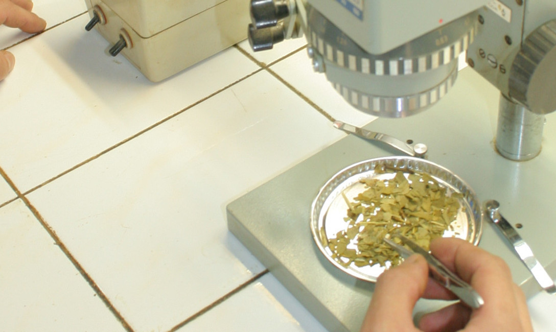 Imagen de El consumo de mate no afecta la composición de la leche materna Imagen de El consumo de mate no afecta la composición de la leche materna