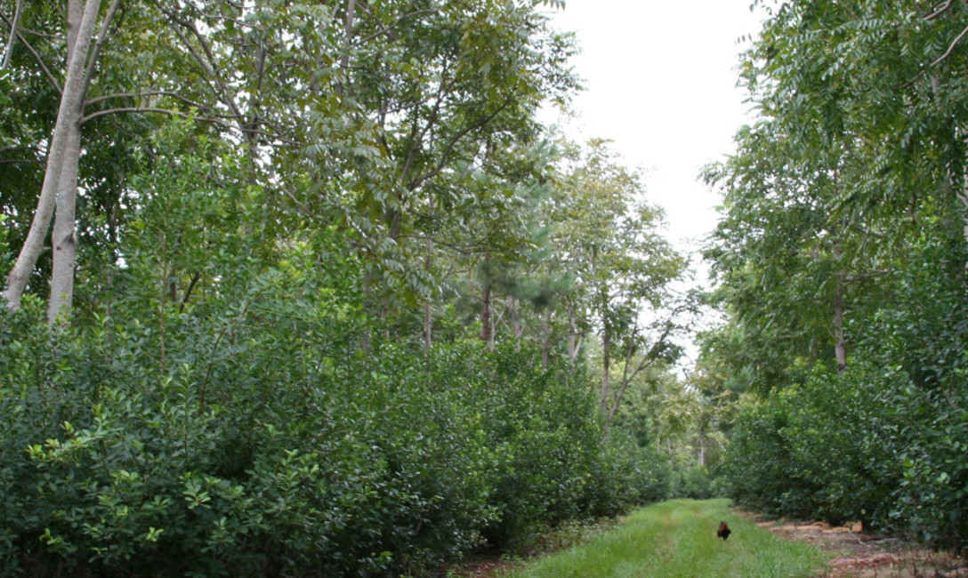 Imagen de Yerba y monte, una sociedad con múltiples ventajas Imagen de Yerba y monte, una sociedad con múltiples ventajas