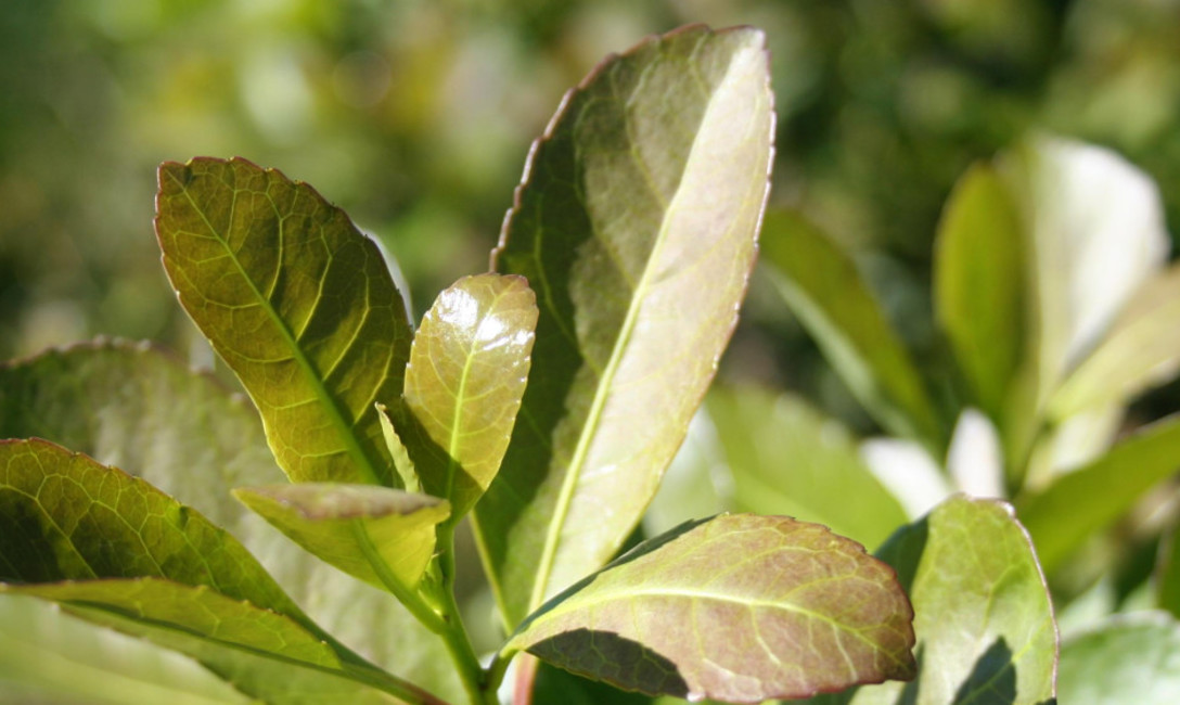 Imagen de El INYM exige declaración jurada de no uso de mano de obra infantil Imagen de El INYM exige declaración jurada de no uso de mano de obra infantil