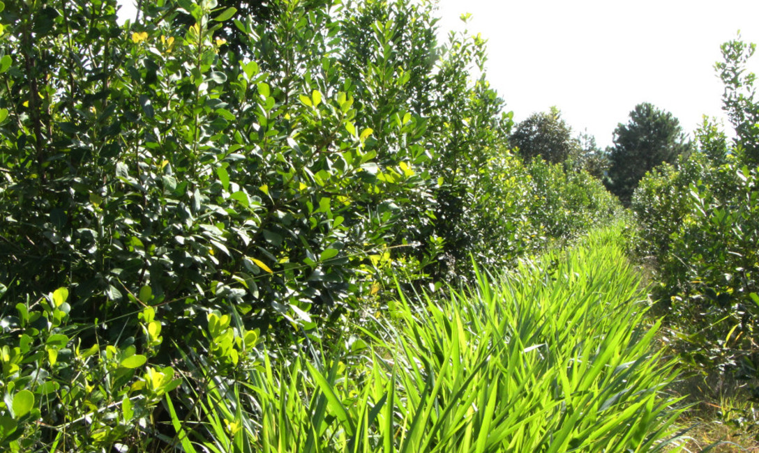 Imagen de La yerba mate sigue con buenos números Imagen de La yerba mate sigue con buenos números