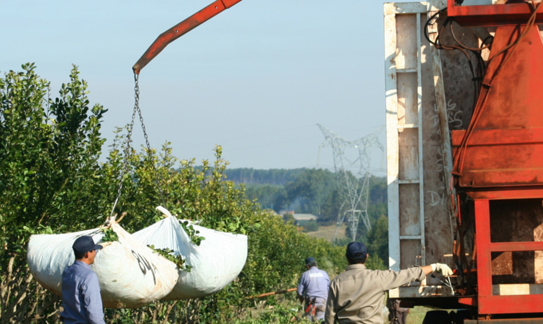 Imagen de Aumentaron la producción y el consumo de yerba mate en la Argentina Imagen de Aumentaron la producción y el consumo de yerba mate en la Argentina