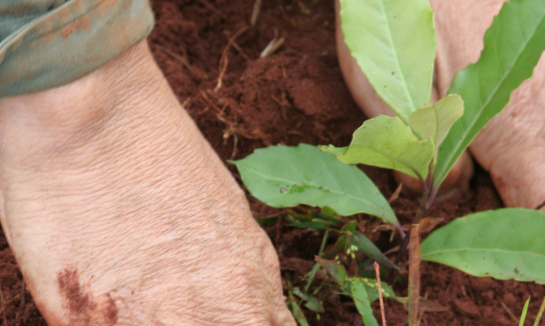 Imagen de Cuidar el suelo, es cuidar la planta, las hojas de yerba mate