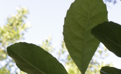 Imagen de Reinscripción anual de operadores yerbateros Imagen de Reinscripción anual de operadores yerbateros