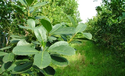 Imagen de Actualización del Costo de Producción de la Hoja Verde de Yerba Mate Imagen de Actualización del Costo de Producción de la Hoja Verde de Yerba Mate