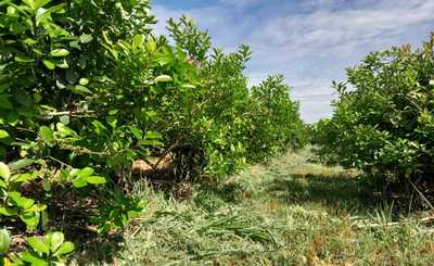 Imagen de Con el respaldo del SEY, suelo con cubiertas verdes y sombra mitigan efectos del sol en yerba mate Imagen de Con el respaldo del SEY, suelo con cubiertas verdes y sombra mitigan efectos del sol en yerba mate