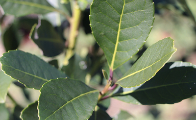 Imagen de El INYM comienza el viernes una serie de Jornadas Itinerantes en la zona productora Imagen de El INYM comienza el viernes una serie de Jornadas Itinerantes en la zona productora