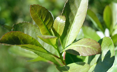 Imagen de El INYM insta a los productores que figuran en el listado que se publica a regularizar su situación registral hasta el 31 de octubre, solicitando además la colaboración de los receptores de hoja verde Imagen de El INYM insta a los productores que figuran en el listado que se publica a regularizar su situación registral hasta el 31 de octubre, solicitando además la colaboración de los receptores de hoja verde